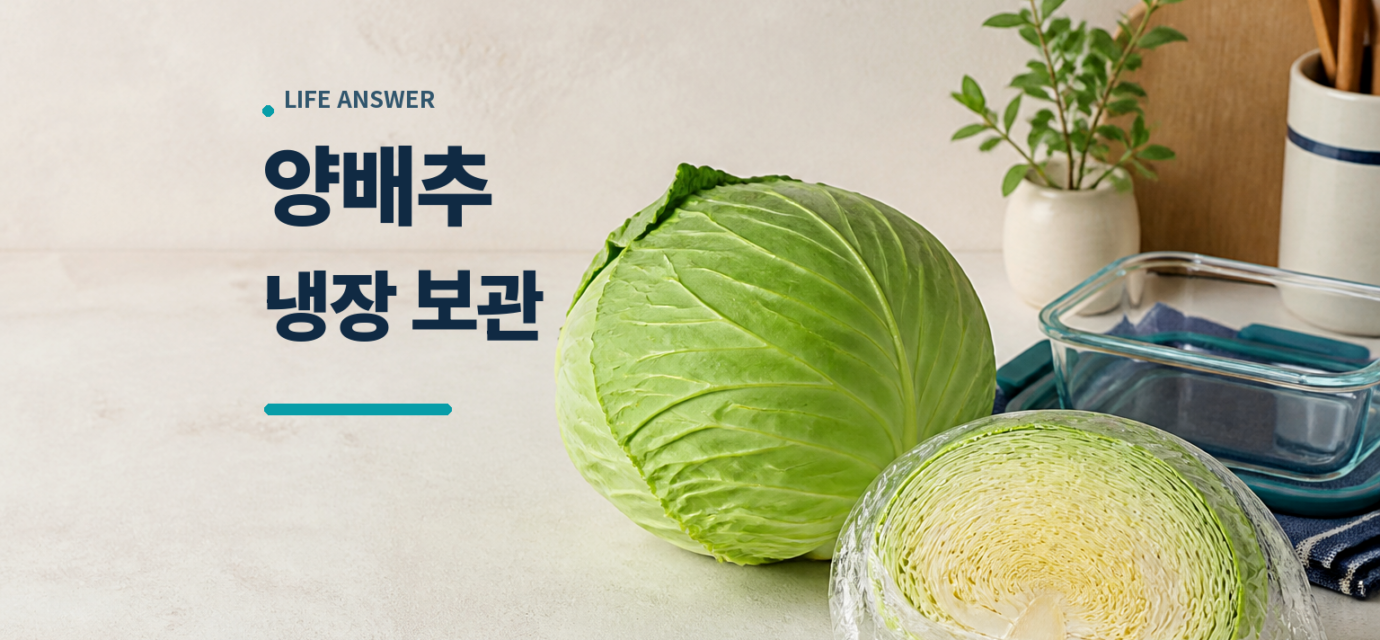 양배추 보관법에 따라 통양배추와 자른 양배추를 냉장 준비한 모습