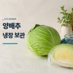 양배추 보관법에 따라 통양배추와 자른 양배추를 냉장 준비한 모습
