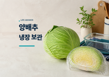 양배추 보관법에 따라 통양배추와 자른 양배추를 냉장 준비한 모습