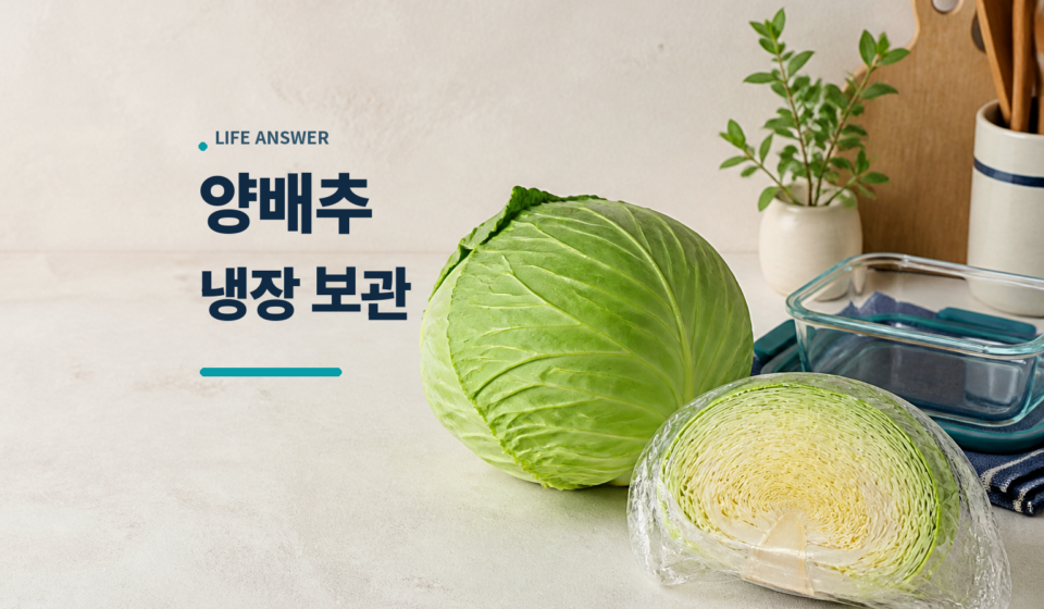 양배추 보관법에 따라 통양배추와 자른 양배추를 냉장 준비한 모습